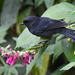 Black Flowerpiercer - Photo (c) Dave Wendelken, some rights reserved (CC BY-NC)