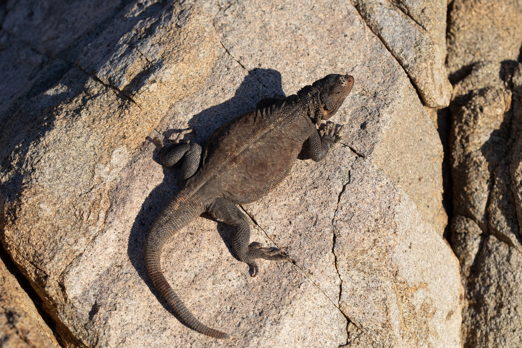 Catalina Chuckwalla