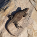 Spotted Chuckwalla - Photo (c) Bradford Hollingsworth, some rights reserved (CC BY-NC), uploaded by Bradford Hollingsworth