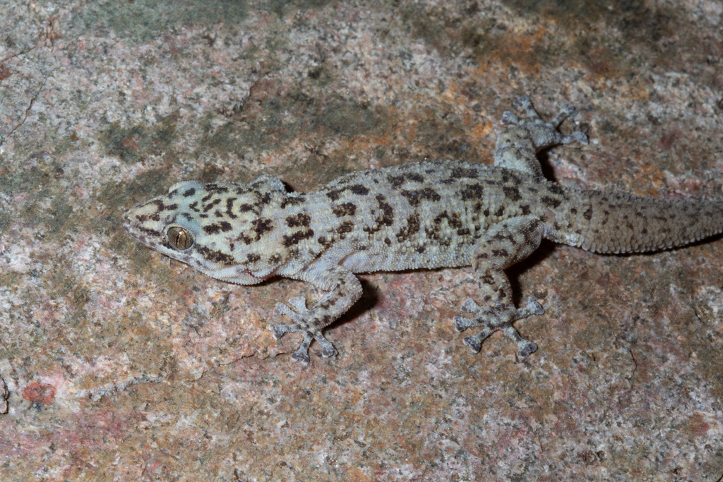 Catalinaisland Leaf-Toed Gecko