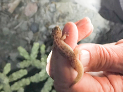 Phyllodactylus bugastrolepis