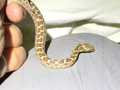 Isla Santa Catalina Nightsnake photo 5