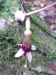 Fuchsia perscandens
