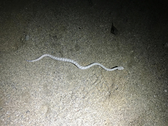 Crotalus catalinensis