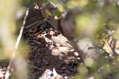 Sceloporus lineatulus