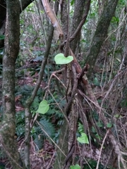Calystegia tuguriorum