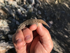 Phyllodactylus bugastrolepis