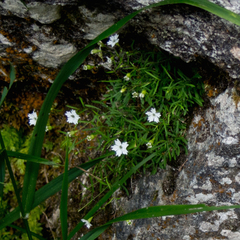Heliosperma alpestre