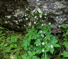 Astrantia carniolica