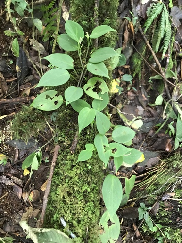 Montane peperomia (Peperomia distachyos)