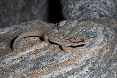 Phyllodactylus nocticolus