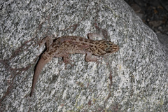 Phyllodactylus nocticolus