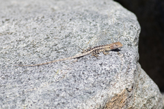 Sceloporus angustus