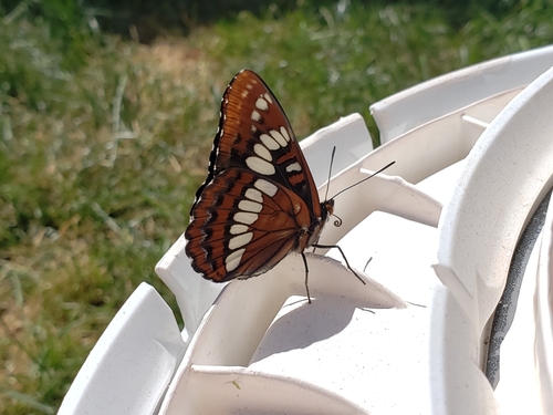 Lorquin's Admiral photo 4