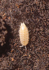 Styloniscus