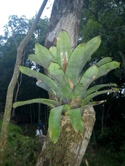 Vriesea gigantea
