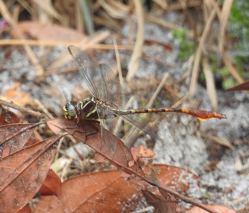 Two-striped Forceptail photo 4