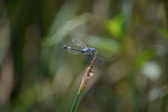 Micrathyria longifasciata