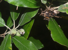 Pittosporum ralphii