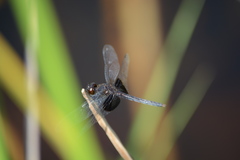 Erythrodiplax latimaculata