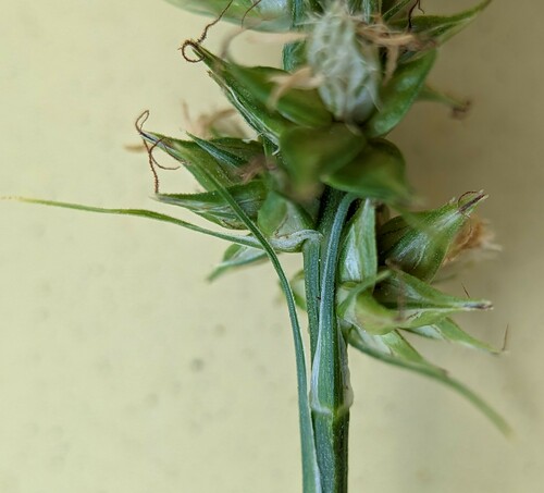 Glomerate sedge (Carex aggregata)