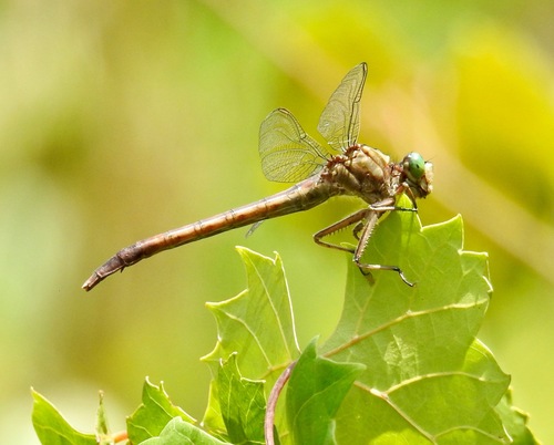 Gray-green Clubtail photo 3