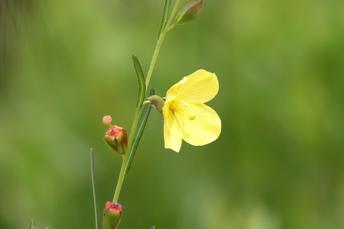 Image of Ludwigia virgata by (c) Kim, some rights reserved (CC BY)