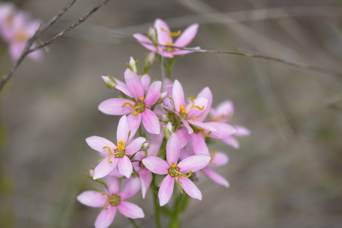 narrowleaf rose-pink (Sabatia brachiata)