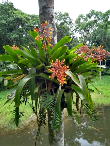 Aechmea caudata · BioDiversity4All