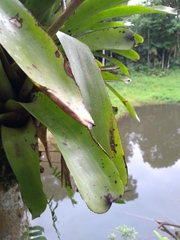 Aechmea caudata