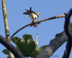 Falco sparverius dominicensis