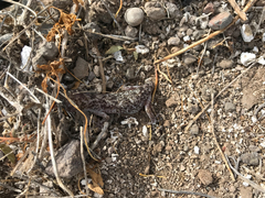 Phyllodactylus nocticolus