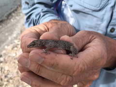 Phyllodactylus nocticolus