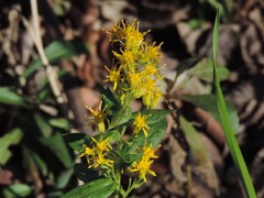 Solidago radula