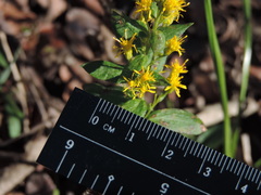 Solidago radula