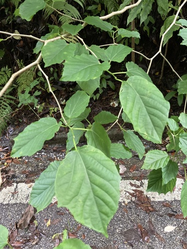 Alangium premnifolium iNat (3)