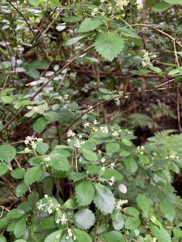 Hydrangea liukiuensis iNat (2)