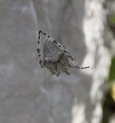 Araneus circe