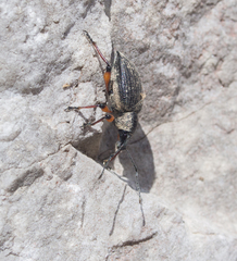 Otiorhynchus sensitivus