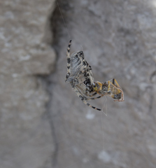 Araneus circe