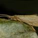 Horn-cased Caddisfly - Photo (c) Steve Kerr, some rights reserved (CC BY), uploaded by Steve Kerr