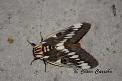 Citheronia splendens