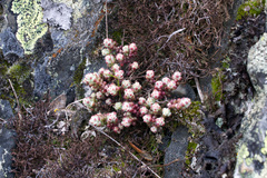 Sedum brevifolium