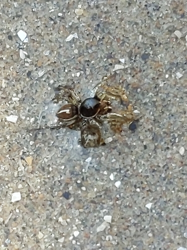 Habronattus ophrys photo 3