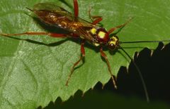 Degithina