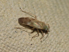 Megalocoleus molliculus