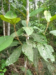 Miconia formosa