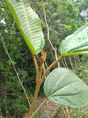 Miconia formosa