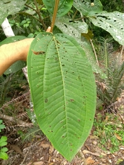 Miconia formosa