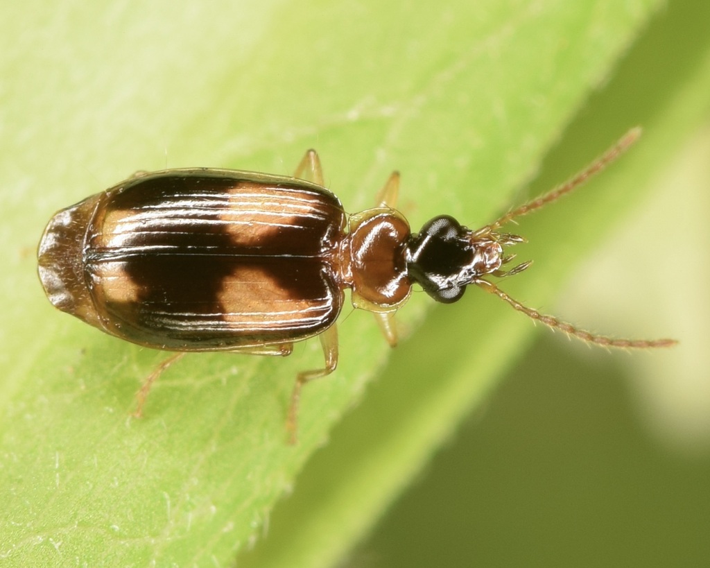 Lebia ornata